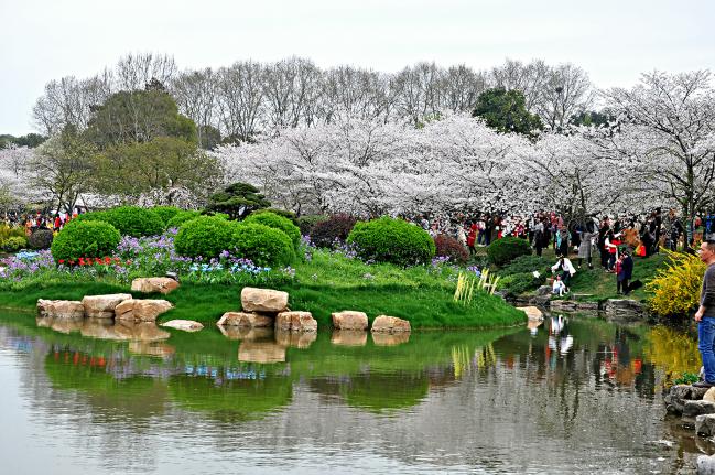 浪漫樱花，壮丽美景